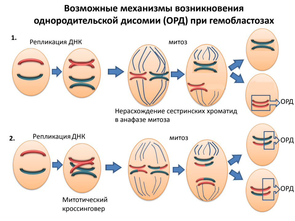 Нерасхождение хромосом в мейозе 1. Анафазе сестринские хроматиды. Сестринские хроматиды митоз. Нерасхождение в анафазе митоза. Триада сестринских хроматид.